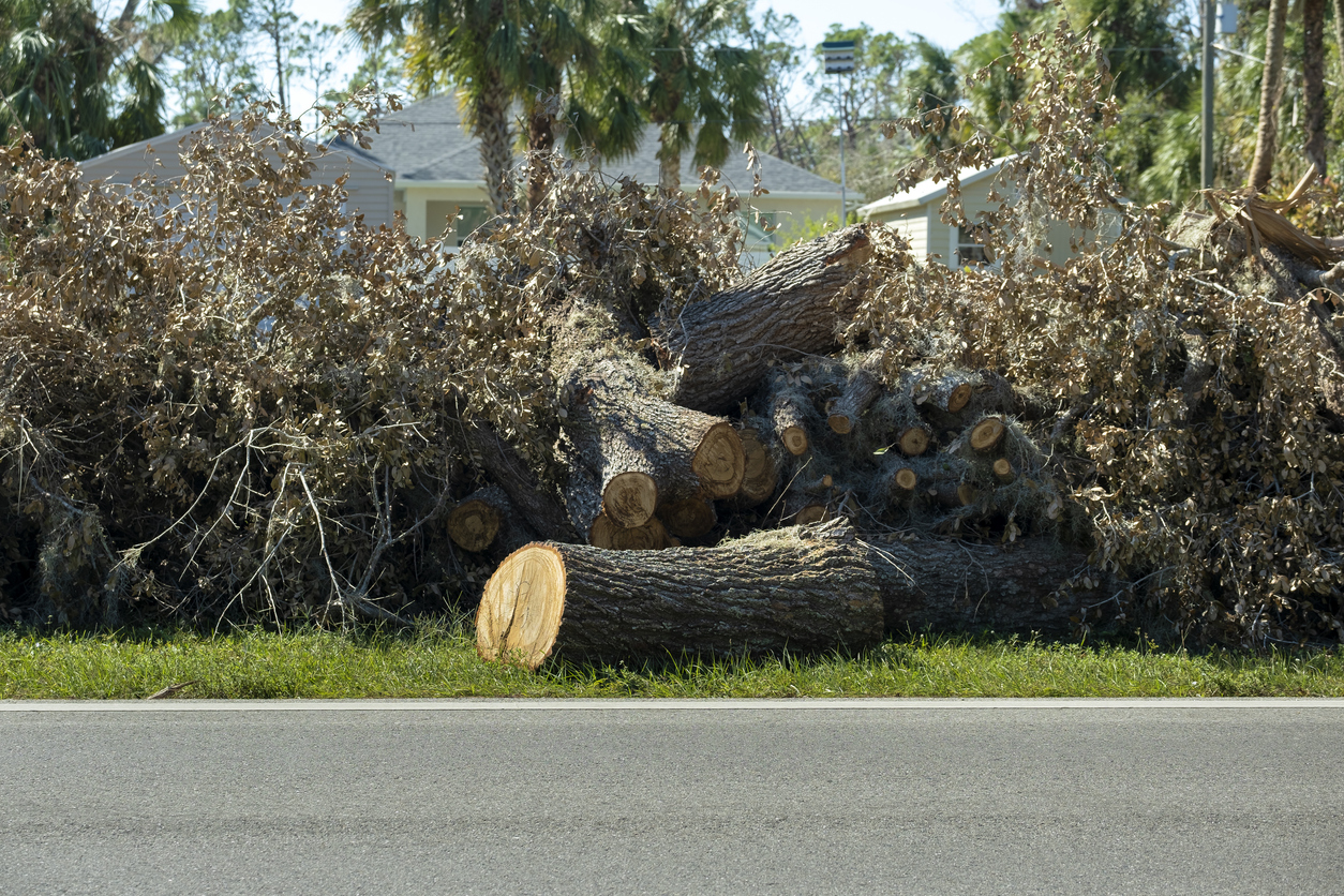 AB Tree Service crew